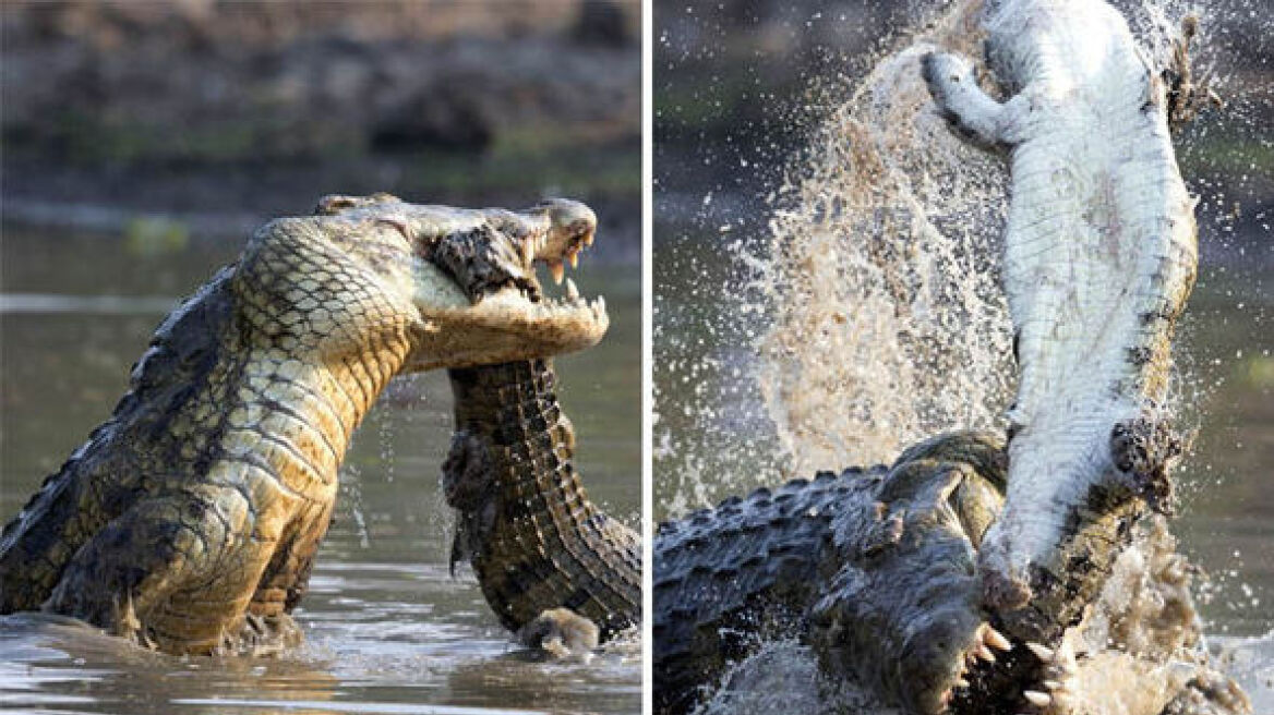 Απίστευτες εικόνες: «Κανίβαλος» κροκόδειλος επιτίθεται στο θήραμά του